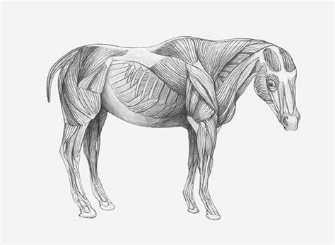 Animal Anatomy Illustrations On Student Show