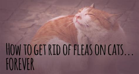 How To Tell Cat Got Fleas Cat Meme Stock Pictures And Photos