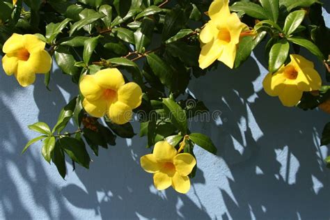 Yellow Tropical Flowers On Hands Stock Image Image Of Beautiful