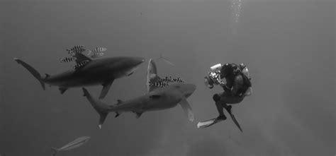 White Tip Sharks And Diver Bandw • Marko Dimitrijevic Photography