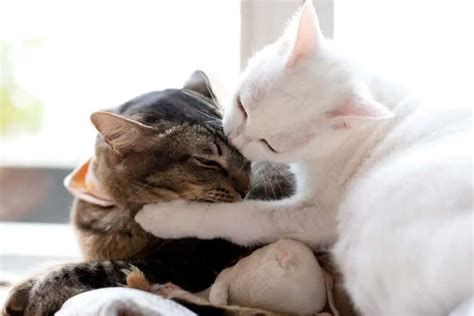 Reason Why Your Cat Wont Kiss You Back