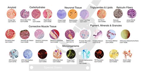 Staining Histology Cytology Histology And Microscopy Life