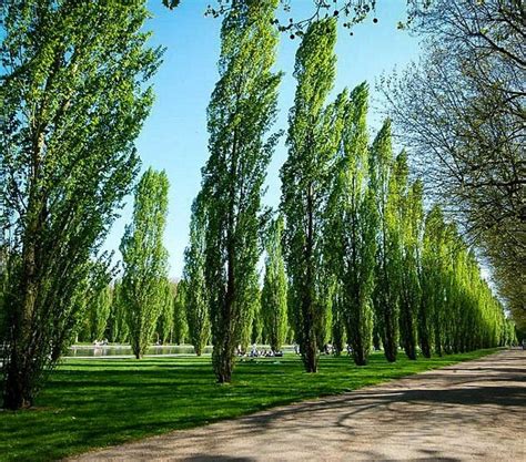Lombardy Poplar For Sale Online The Tree Center