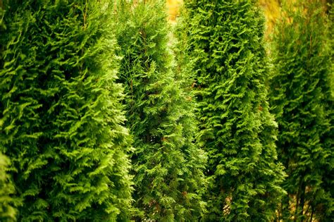 Everything You Need To Know About Thuja Green Giant Trees Green Giant
