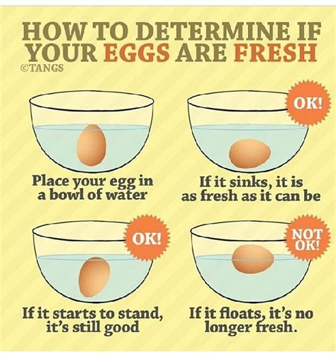 Collection 104 Pictures How To Test Eggs In Water For Freshness Completed