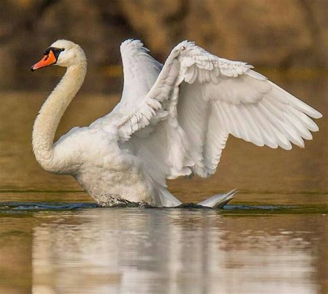 Beautiful Swan Beautiful Birds Animals Beautiful Cygnus Olor Giving