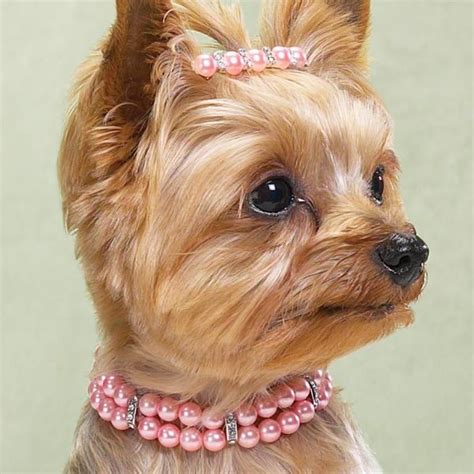 Dog Necklaces Glamour Dogs Dog Jewelry Dogs