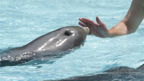 Dolphin Happiness Measured By Scientists In France Bbc News