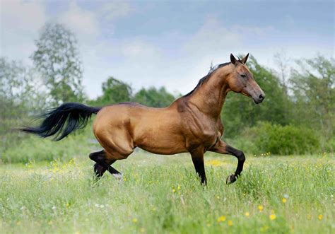 5 Of The Rarest Horse Breeds In The World Warmblood Horses Akhal Teke