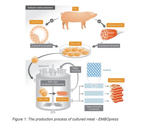 Monday Article 15 Cultured Meat The Sustainability Of Future Meat
