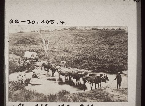 An African Ox Wagon Bm Archives