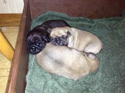 Yorkshire terrier we are looking for a lovely home for. AKC PUG PUPPIES FOR SALE ADOPTION from Eugene Oregon Lane ...