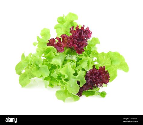 Close Up Of Lettuces Against White Background Stock Photo Alamy