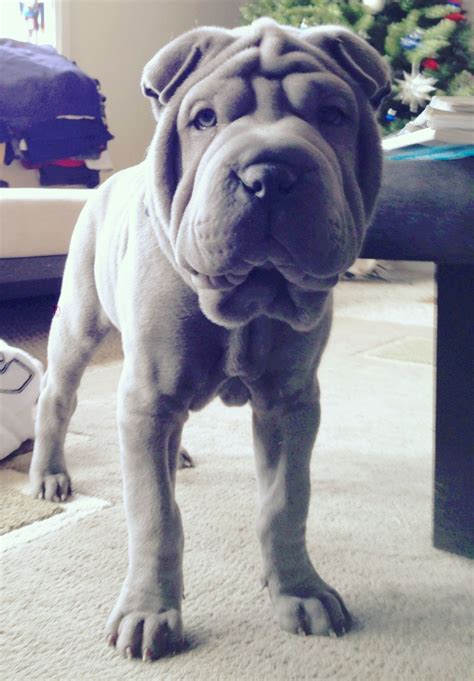 Gunner Blue Shar Pei Puppy Pets Puppies And Kitties Puppies