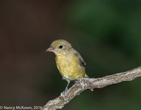 Photographing A Female Scarlet Tanager With A Flash Extender Welcome