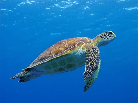 New Species Of Ancient Sea Turtle Discovered Among Fossils •