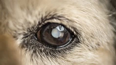 Cataracts In Dogs Symptoms Causes And Treatments Dogtime