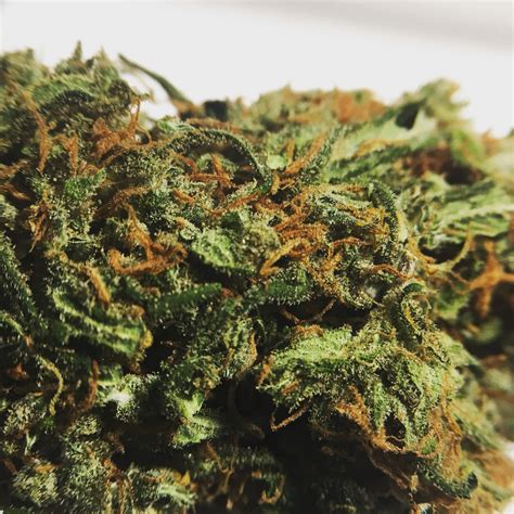 Super Silver Haze Strain Review Everything You Need To Know About The