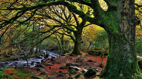 Wallpaper 2560x1440 Px Branch Fall Forest Ireland Leaves Moss