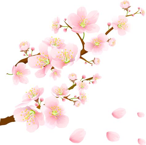 Terbaru 10 Background Bunga Sakura Png Gambar Bunga Indah Images