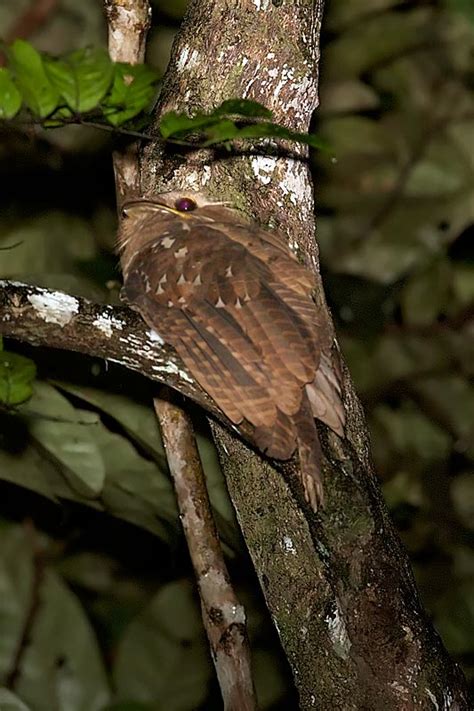 The least frequently recorded of the three species. Large-Frogmouth-1 - Chris Hill Wildlife Photography