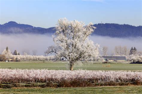 Rural Winter Farm Scenic In Fraser Valley Canada Stock Photo Image Of
