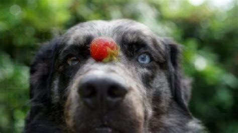 But they are attracted to novelty. Can Dogs Eat Strawberries, Blueberries or Other Berries ...