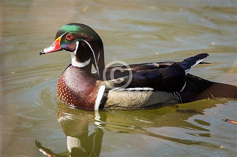 Wood Duck Wildlife Reference Photos For Artists