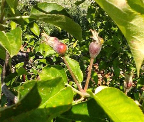 Maybe you would like to learn more about one of these? Tree Fruit Disease Update: Disease update: quince rust ...