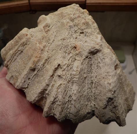 Type Of Coral Fossil Id The Fossil Forum