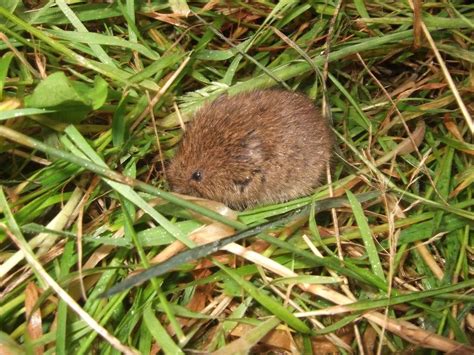 Vole Control How To Get Rid Of Voles