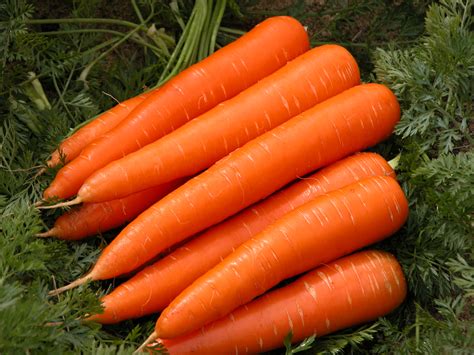Carrot Exports From Western Australia Agriculture And Food