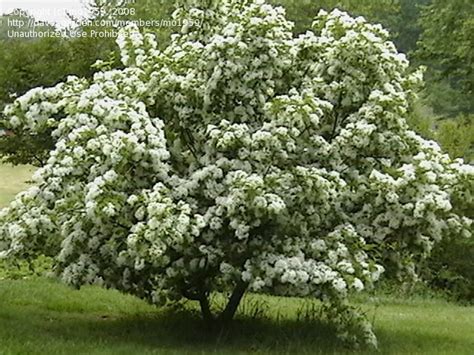 Plantfiles Pictures Chinese Fringe Tree Chionanthus Retusus By Tomh3787