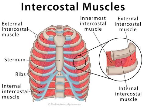 The rib cage is the arrangement of ribs attached to the vertebral column and sternum in the thorax of most vertebrates, that encloses and protects the vital organs such as the heart, lungs and great vessels. Intercostal Muscles: Definition, Location, Anatomy ...