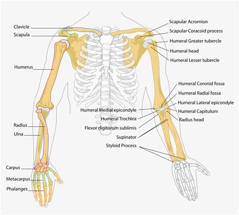 Arm Muscles Diagram Unlabeled Muscles Of Upper Limb Unlabeled Anatomy