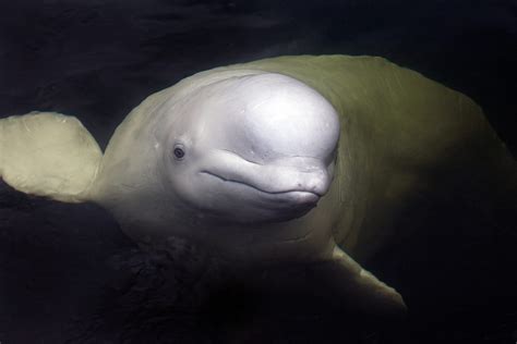 Endangered Beluga Whale Population Continues To Decline Karmagawa