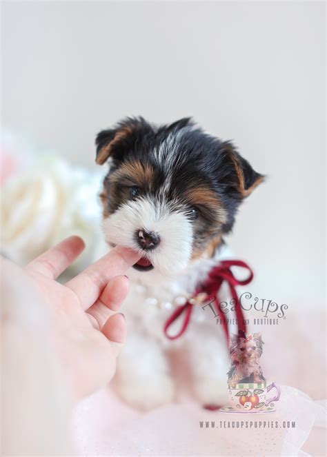 Biewer Yorkie Puppies For Sale Florida Teacups Puppies And Boutique