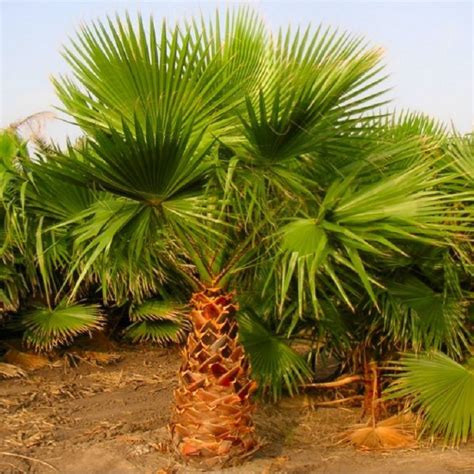 Mexican Fan Palm Washingtonia Robusta For Patio Or Deck Approx 75