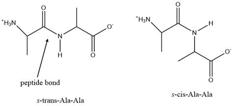 Dipeptide Sketch With Peptide Bond