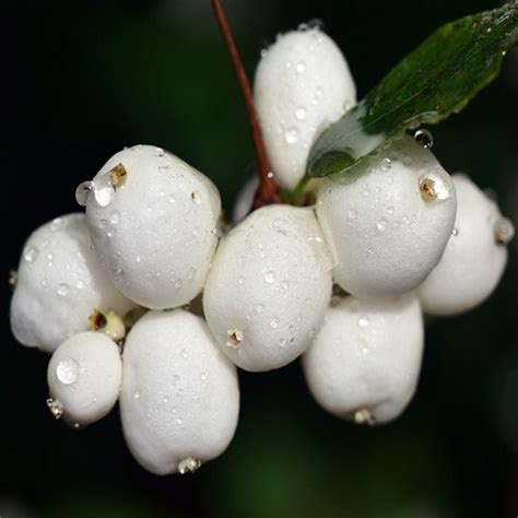 Snowberry White Jamun Plant Grafted Paradise Flowers