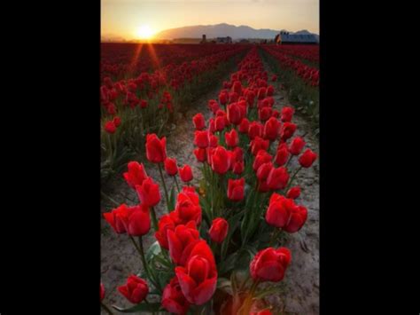 Pin By Karen Evers On Natures Beauty Red Tulips Home
