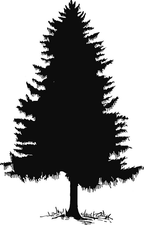 Find the perfect tree black and white stock illustrations from getty images. Collection of Fir Tree PNG Black And White. | PlusPNG