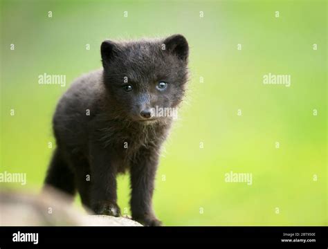 Close Up Of A Cute Arctic Fox Cub In The Meadow Iceland Stock Photo