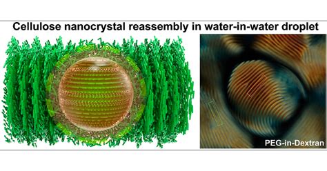 All Aqueous Liquid Crystal Nanocellulose Emulsions With Permeable Interfacial Assembly Acs Nano