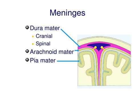 Ppt Meninges Ventricles Csf Powerpoint Presentation Free Download