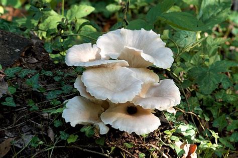 Mushroom Looks Like A Flower Fujifilm X System Slr Talk