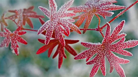 Frosty Leaves Bing Wallpaper Download