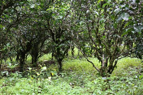 On my exploring day in homestead, i end up at this beautiful place called a heavenly garden for a good reason. Jingmai Tea Mountain: A heavenly garden - CGTN