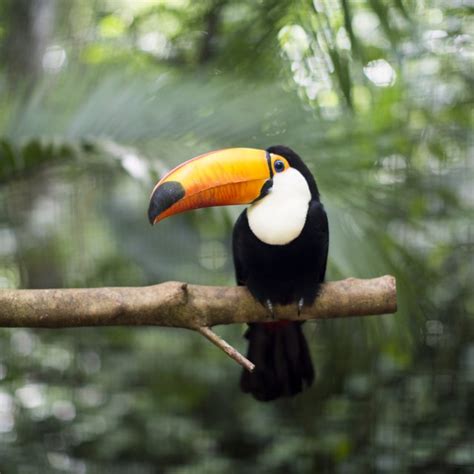 The leaves just below the emergant layer form an umbrella over the rainforest and are full of birds, insects and animals. Facts About Understory Layer of the Rainforest | Sciencing