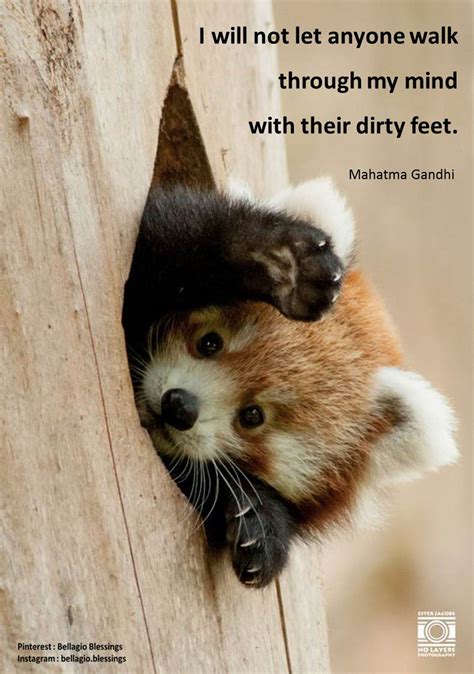 Mahatma Gandhi Quotes Cute Little Animals Cute Baby Animals Baby